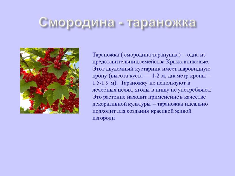 Смородина - тараножка Тараножка ( смоpодина таpанушка) – одна из представительниц семейства