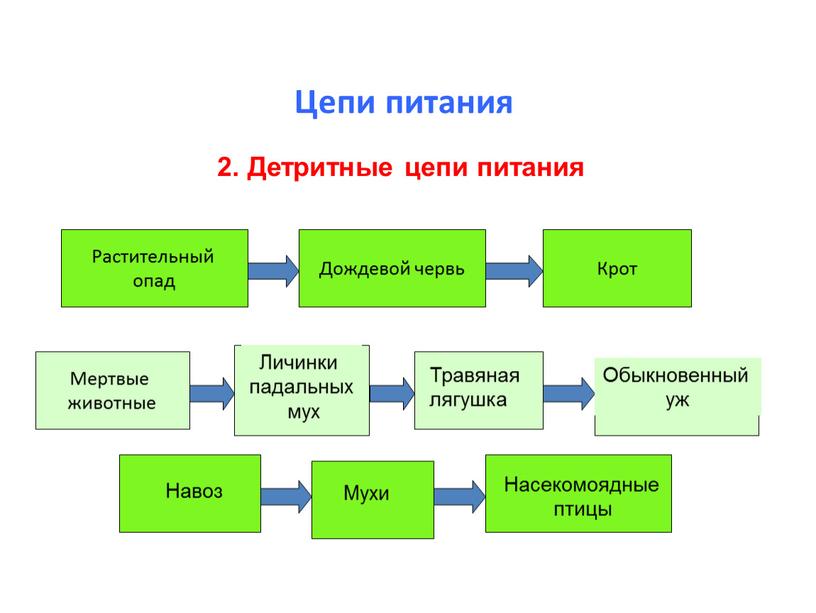 Цепи питания 2. Детритные цепи питания