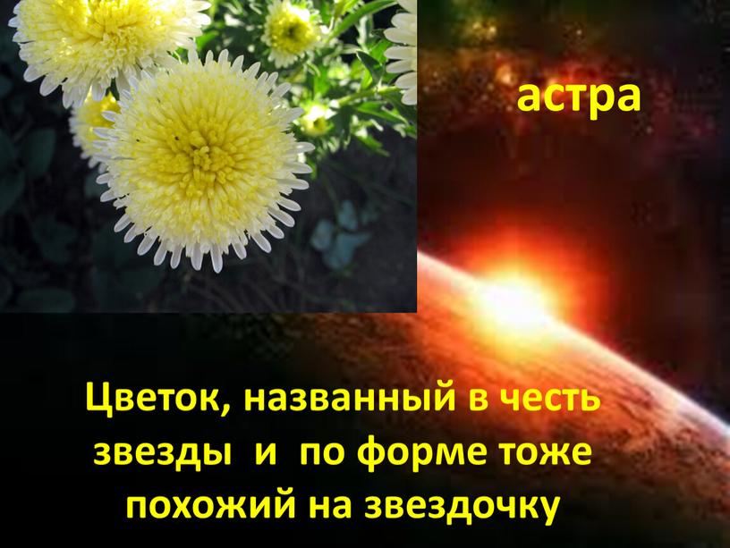 Цветок, названный в честь звезды и по форме тоже похожий на звездочку астра