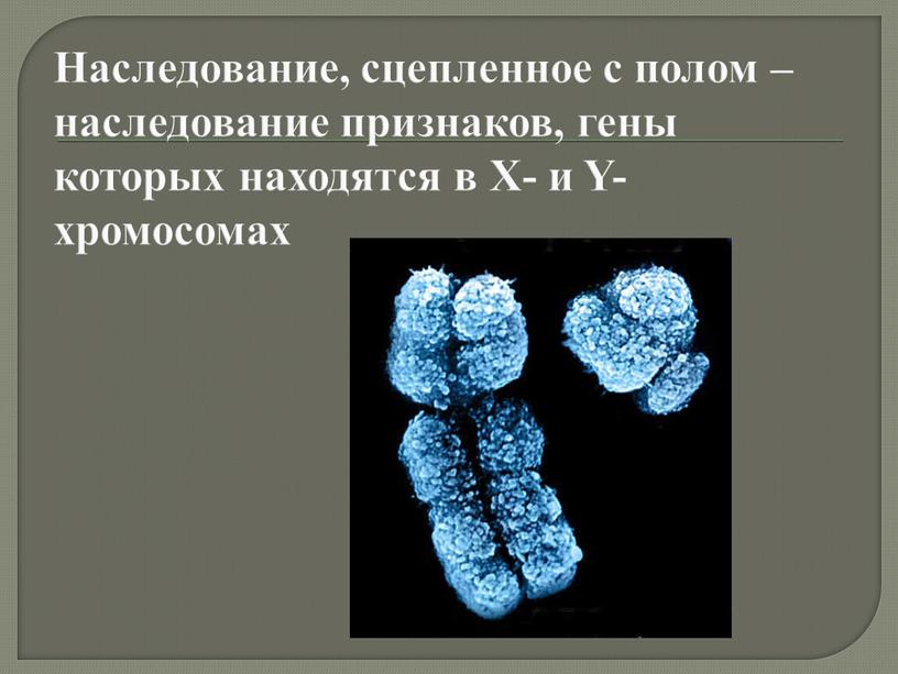 Наследование, сцепленное с полом – наследование признаков, гены которых находятся в