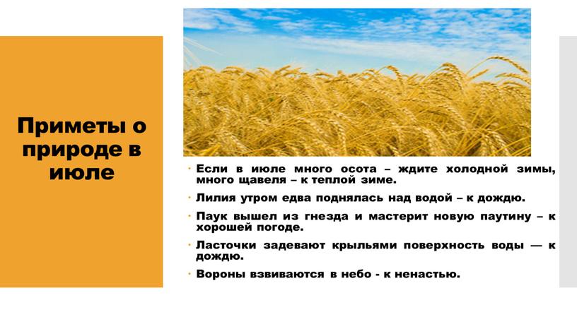 Приметы о природе в июле Если в июле много осота – ждите холодной зимы, много щавеля – к теплой зиме