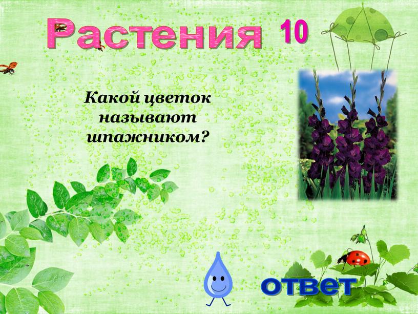 Растения 10 Какой цветок называют шпажником?