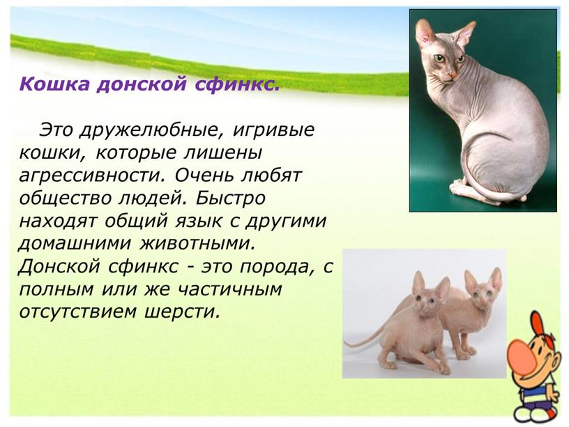 Кошка донской сфинкс. Это дружелюбные, игривые кошки, которые лишены агрессивности