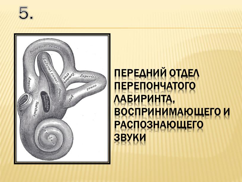 5. передний отдел перепончатого лабиринта, воспринимающего и распознающего звуки
