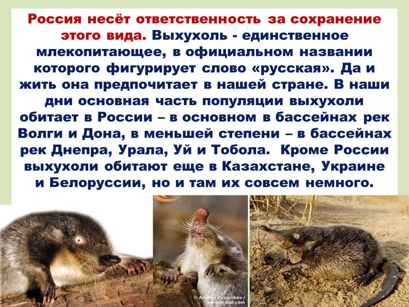 Россия несёт ответственность за сохранение этого вида