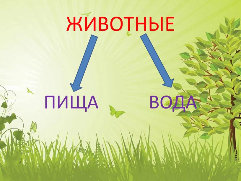 ЖИВОТНЫЕ ПИЩА ВОДА