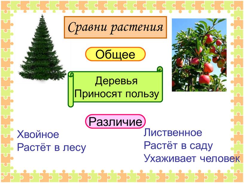 Сравни растения Общее Различие