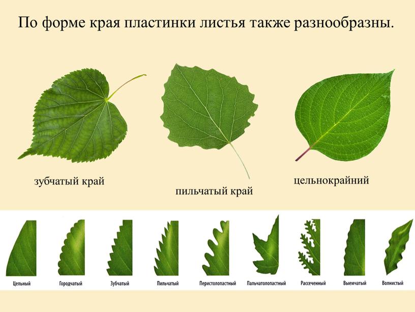 По форме края пластинки листья также разнообразны