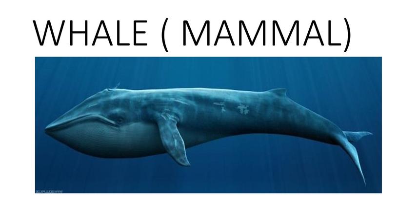 WHALE ( MAMMAL)