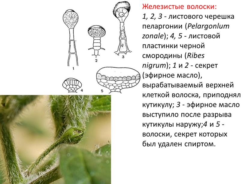 Железистые волоски: 1, 2, 3 - листового черешка пеларгонии (