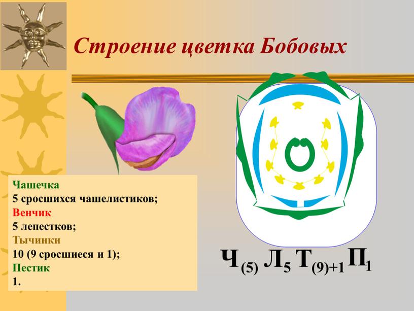 Строение цветка Бобовых Чашечка 5 сросшихся чашелистиков;