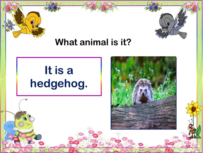 What animal is it? It is a hedgehog