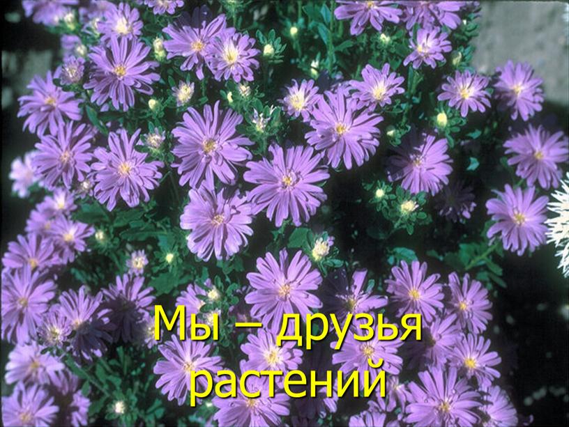 Мы – друзья растений