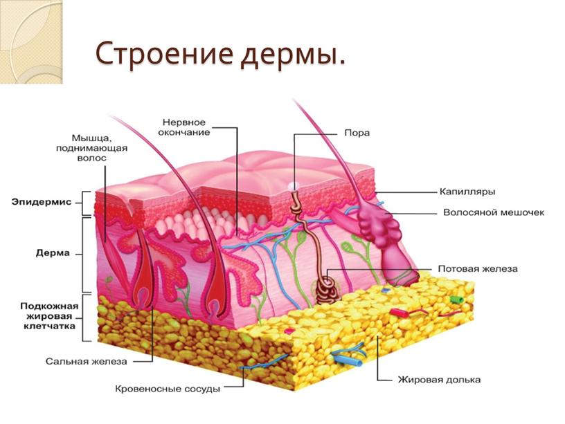 Строение дермы.