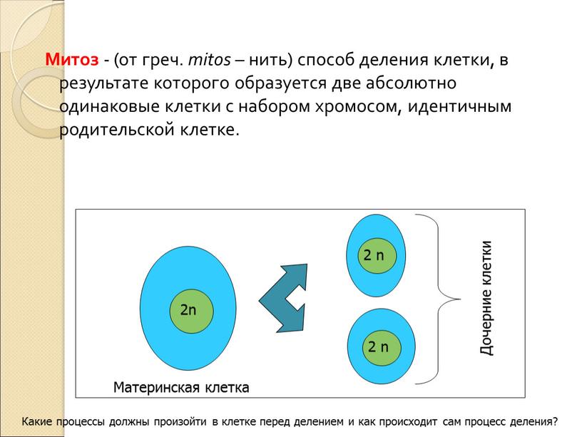 Митоз - (от греч. mitos – нить) способ деления клетки, в результате которого образуется две абсолютно одинаковые клетки с набором хромосом, идентичным родительской клетке