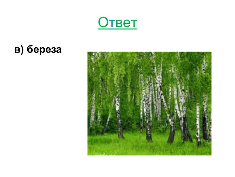 Ответ в) береза