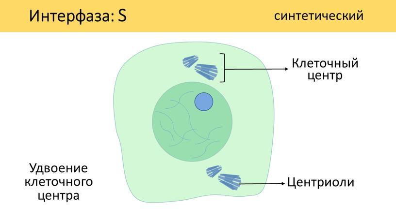 Интерфаза: S синтетический Клеточный центр