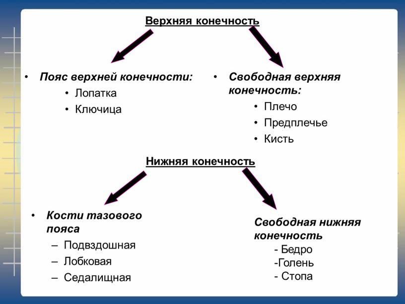 Верхняя конечность Пояс верхней конечности: