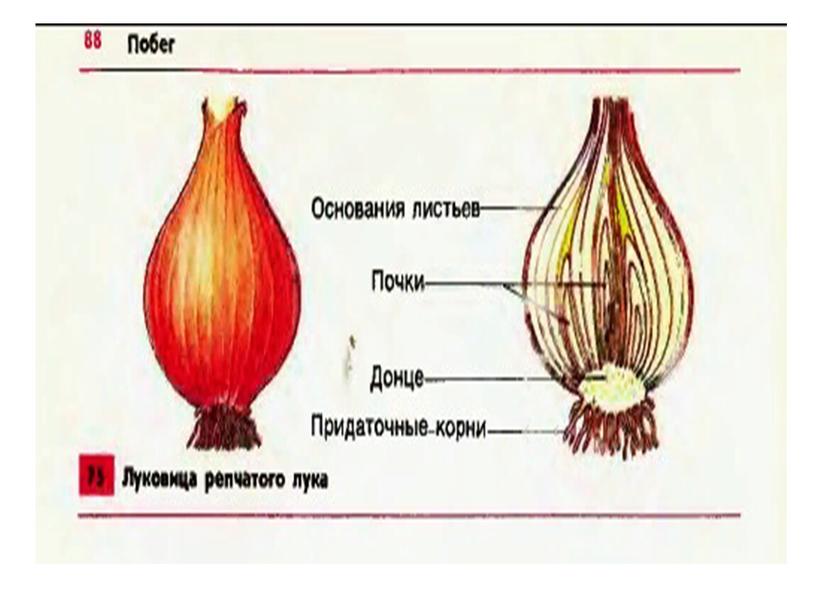 Презентация  " Луковичные"