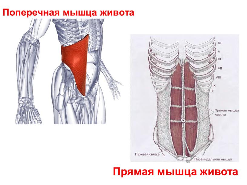 Поперечная мышца живота Прямая мышца живота