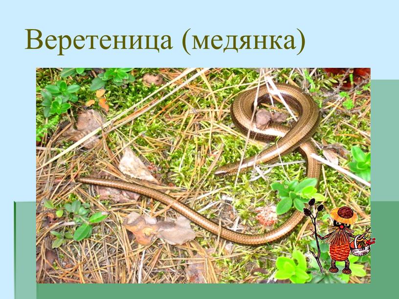 Веретеница (медянка)