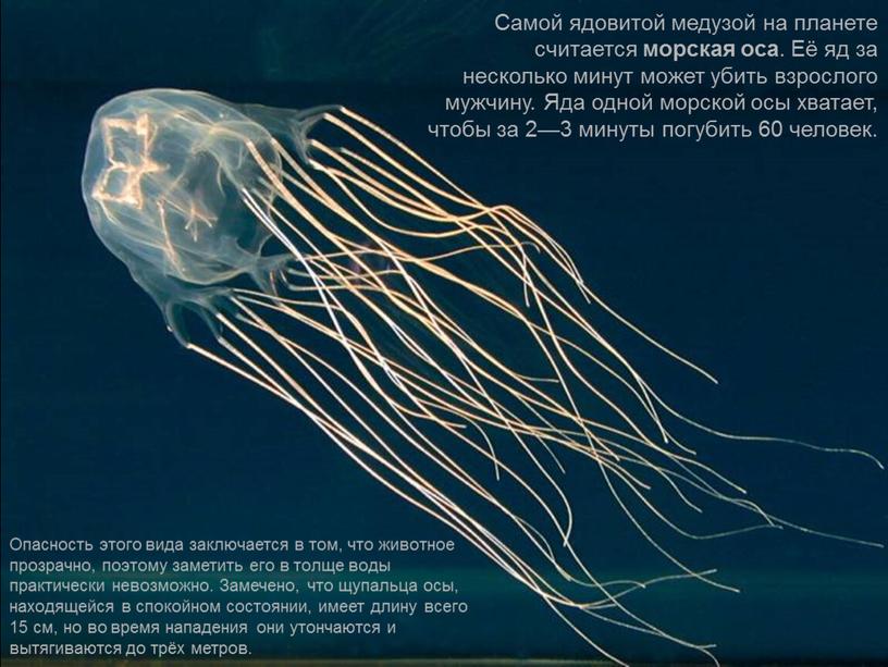 Самой ядовитой медузой на планете считается морская оса