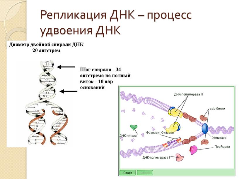 Репликация ДНК – процесс удвоения