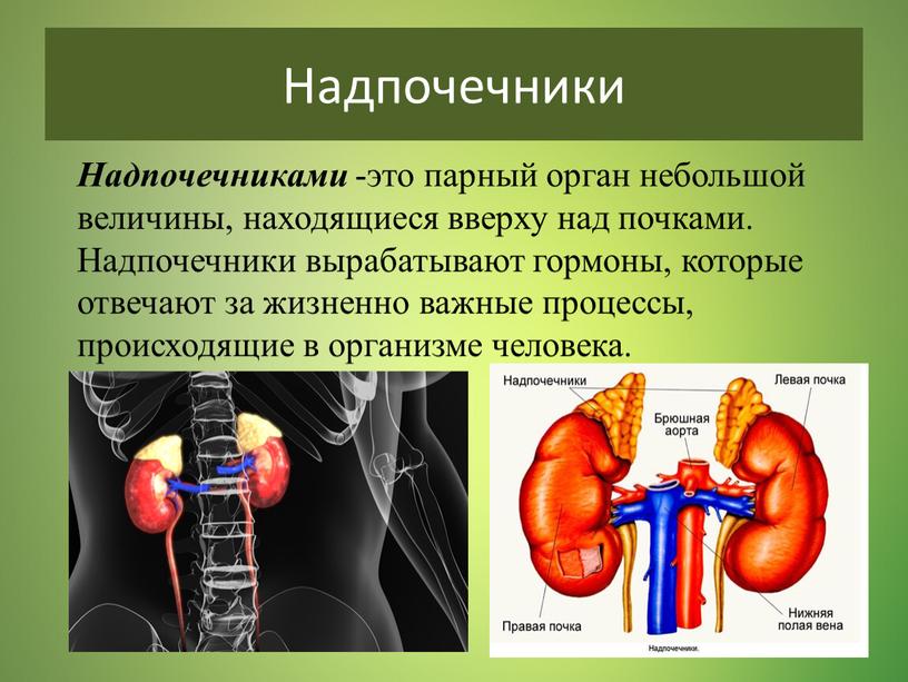 Надпочечники Надпочечниками -это парный орган небольшой величины, находящиеся вверху над почками