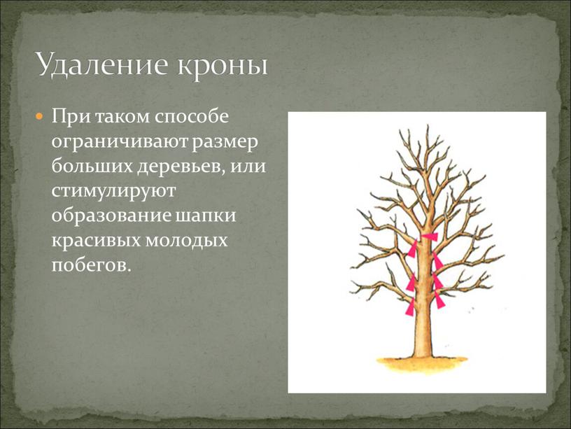 При таком способе ограничивают размер больших деревьев, или стимулируют образование шапки красивых молодых побегов