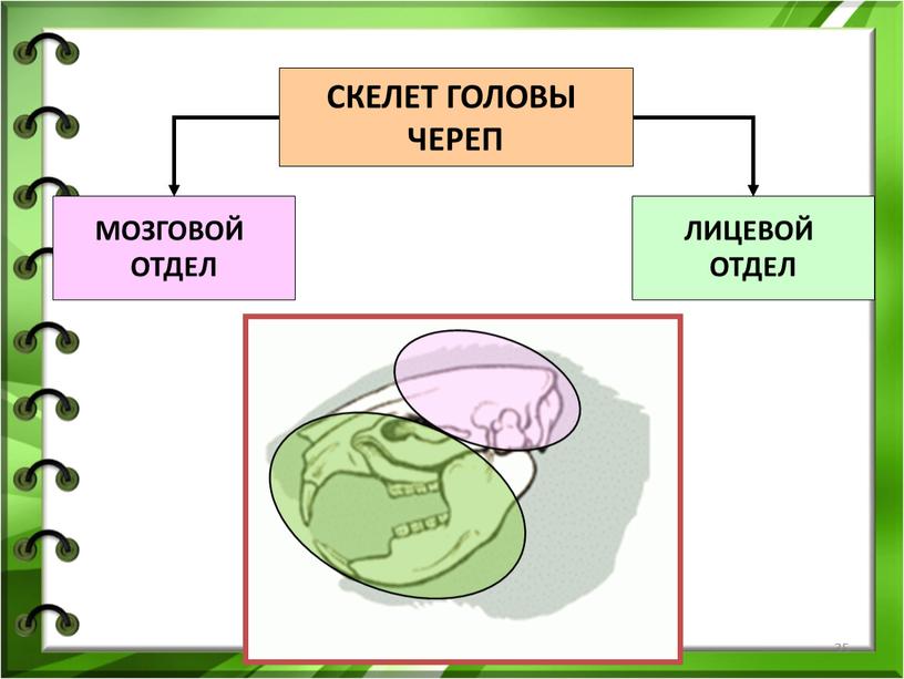 СКЕЛЕТ ГОЛОВЫ ЧЕРЕП МОЗГОВОЙ