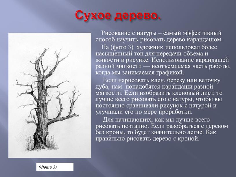 Сухое дерево. Рисование с натуры – самый эффективный способ научить рисовать дерево карандашом