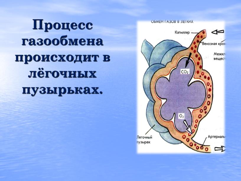Процесс газообмена происходит в лёгочных пузырьках