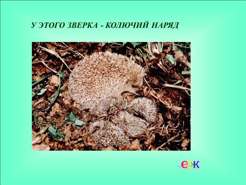 еж У ЭТОГО ЗВЕРКА - КОЛЮЧИЙ НАРЯД