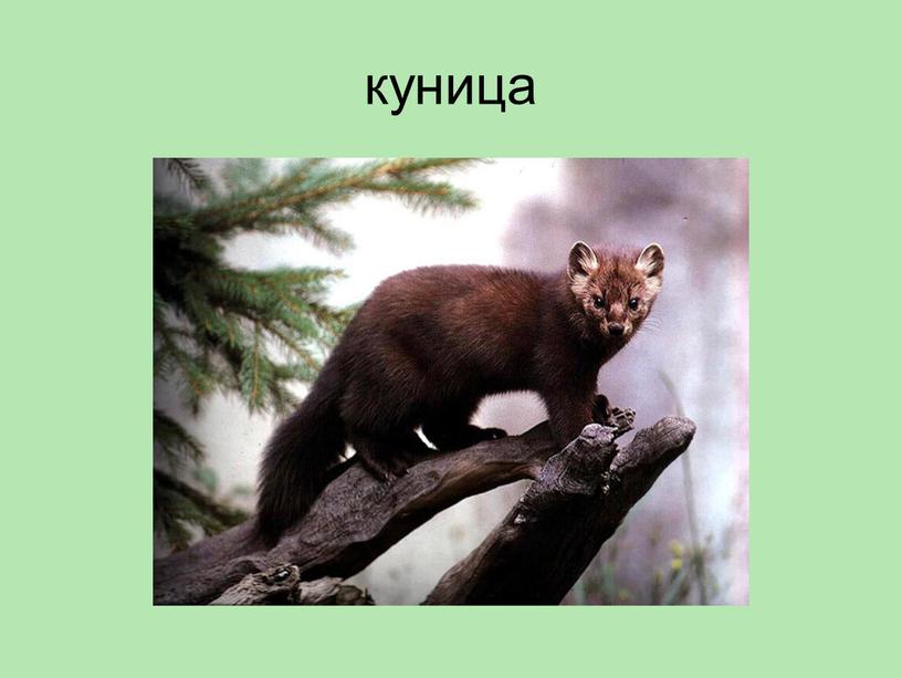 куница