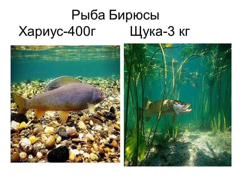 Рыба Бирюсы Хариус-400г