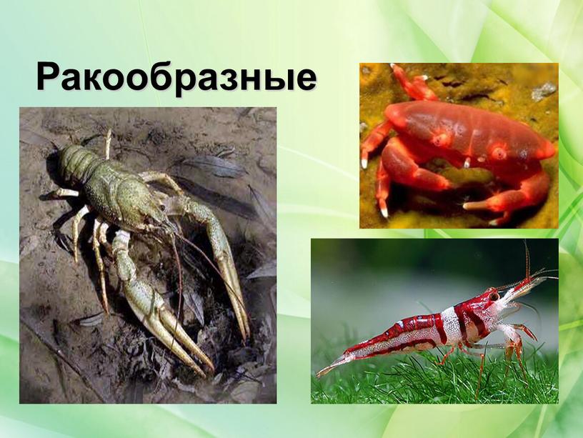 Ракообразные