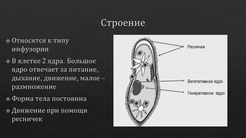 Строение Относятся к типу инфузории