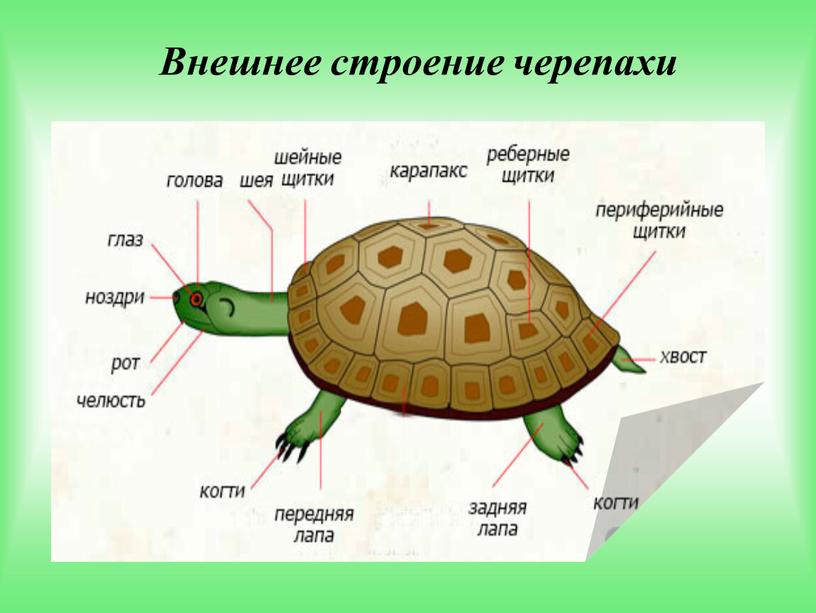 Внешнее строение черепахи