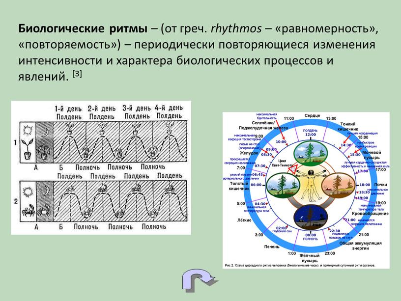 Биологические ритмы – (от греч