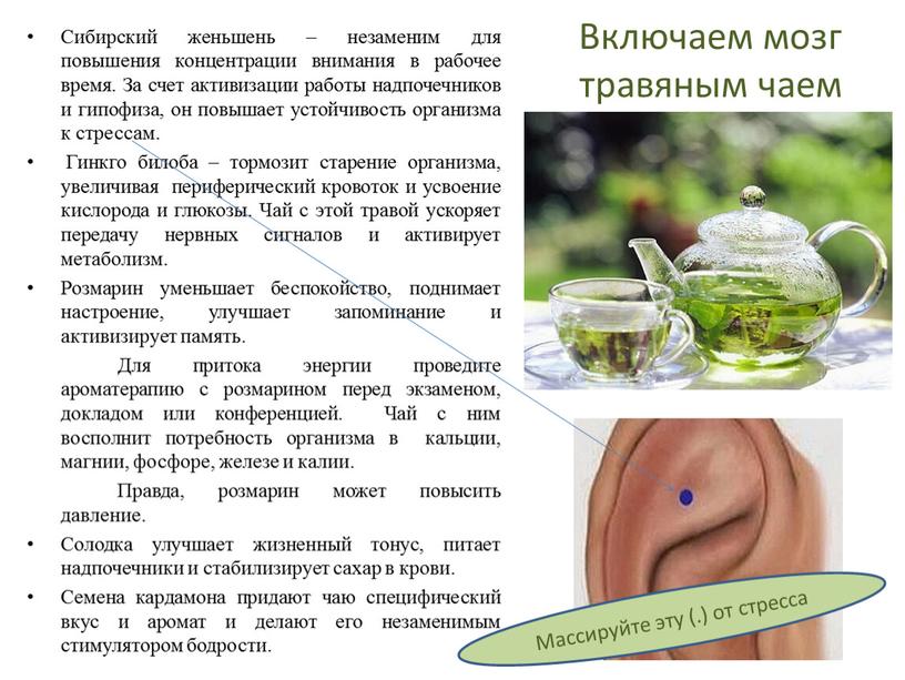 Включаем мозг травяным чаем Сибирский женьшень – незаменим для повышения концентрации внимания в рабочее время
