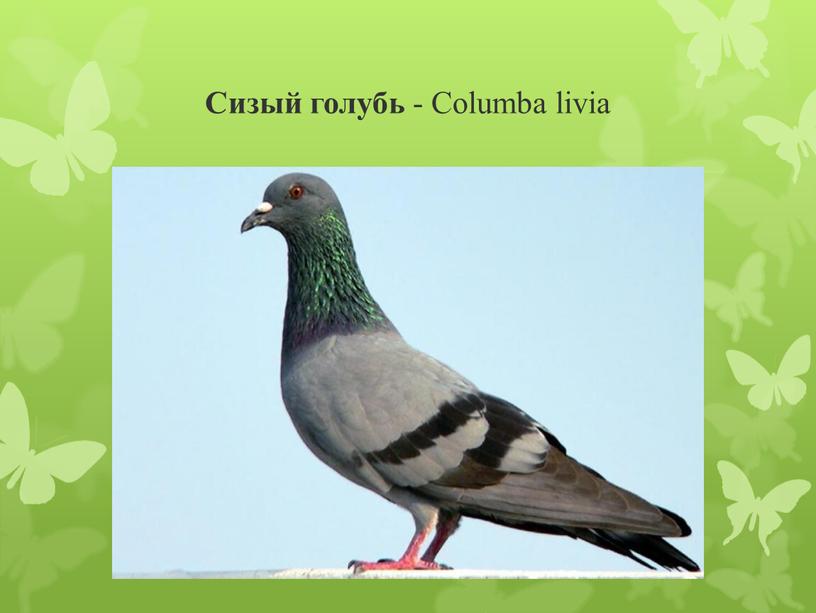 Сизый голубь - Columba livia