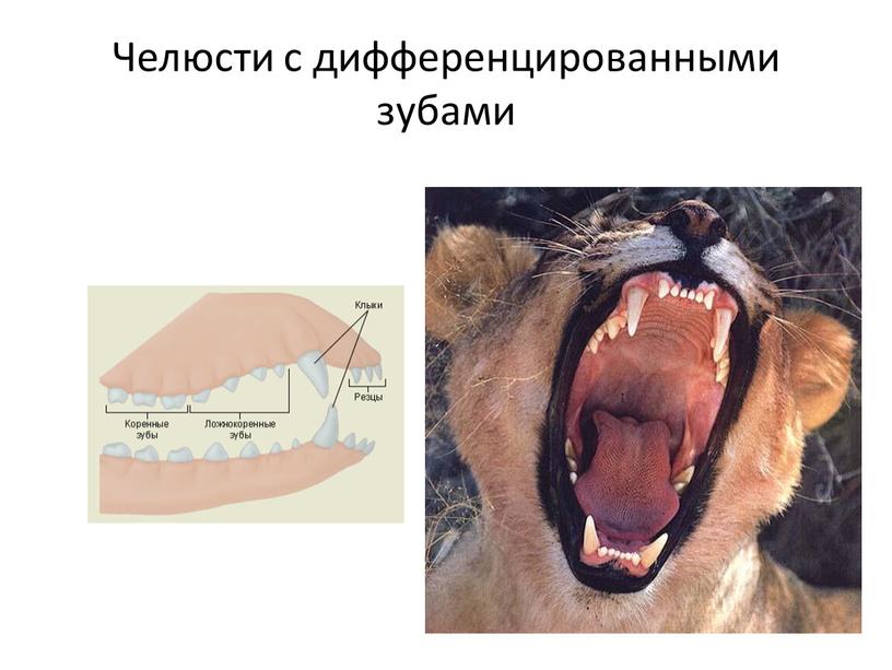 Челюсти с дифференцированными зубами