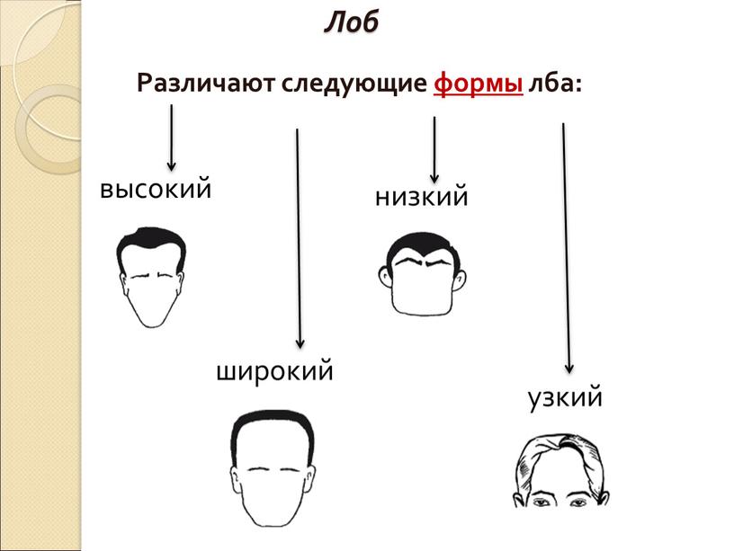 Лоб Различают следующие формы лба: высокий широкий узкий низкий