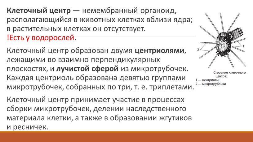 Клеточный центр — немембранный органоид, располагающийся в животных клетках вблизи ядра; в растительных клетках он отсутствует