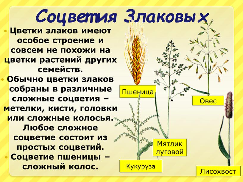 Соцветия Злаковых Цветки злаков имеют особое строение и совсем не похожи на цветки растений других семейств