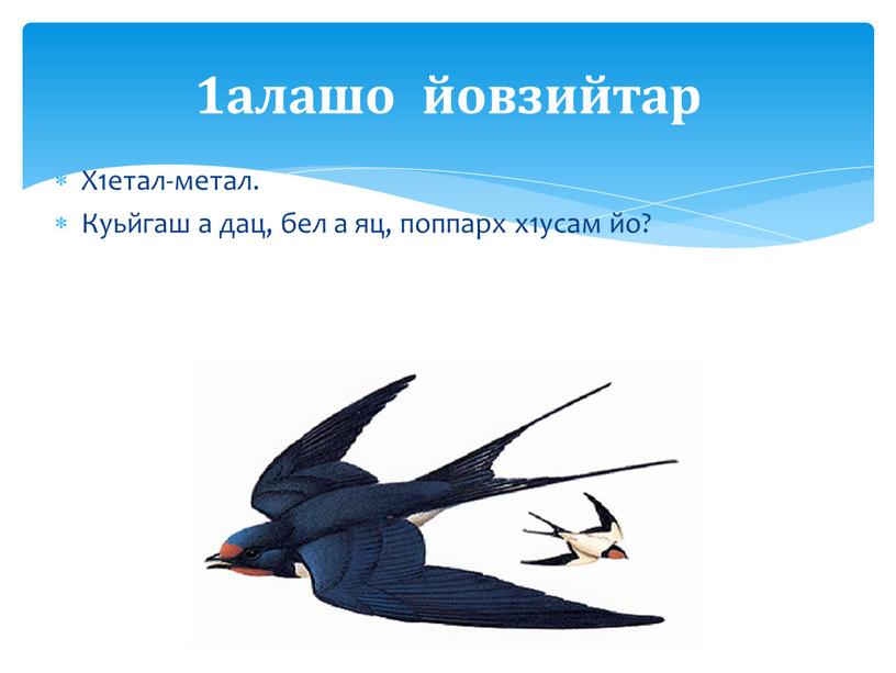 Х1етал-метал. Куьйгаш а дац, бел а яц, поппарх х1усам йо? 1алашо йовзийтар