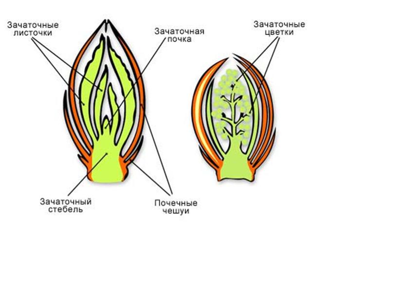 Строение почек растений, 6 класс, биология