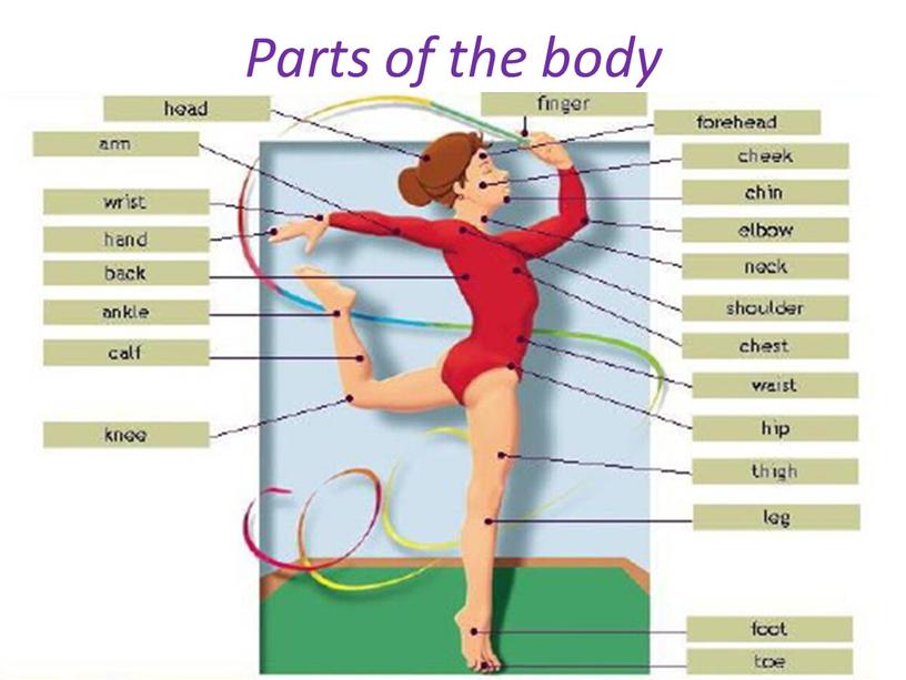 Parts of the body