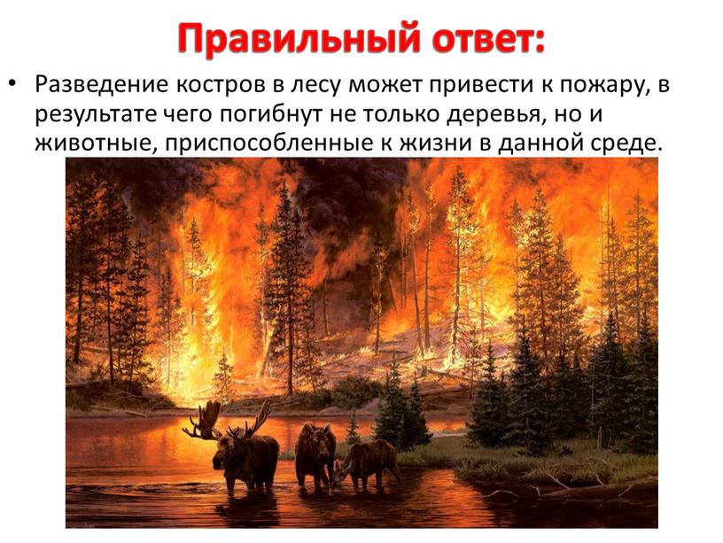 Правильный ответ: Разведение костров в лесу может привести к пожару, в результате чего погибнут не только деревья, но и животные, приспособленные к жизни в данной…