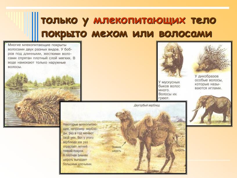 только у млекопитающих тело покрыто мехом или волосами